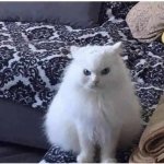 Angry white fluffy cat meme