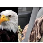 Bald eagle comparison meme