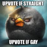 angry birds bomb | UPVOTE IF STRAIGHT; UPVOTE IF GAY | image tagged in angry birds bomb | made w/ Imgflip meme maker