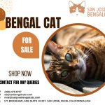Bengal Cat for Sale | San Jose Bengal Cats
