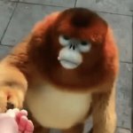 The Golden Monkey Strikes Again! | you have found this monkey before, i assure you, it will do the same effect as before, making you resistant to repost and upvote beggar memes. | image tagged in gifs,monkey,golden monkey,if you are reading this let me out of your basement | made w/ Imgflip video-to-gif maker