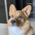 sus corgi