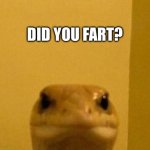 Funny Lizard | DID YOU FART? | image tagged in funny lizard,memes,lizard,meme,fart,shitpost | made w/ Imgflip meme maker