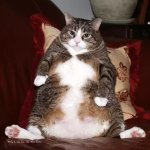 Big Belly Cat