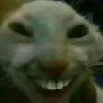 Philippine smiling cat