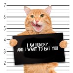 Hungry Kitty Mugshot