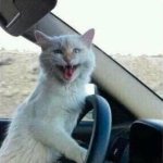 White Cat in the Car