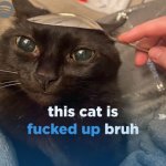 This cat is fucked up bruh