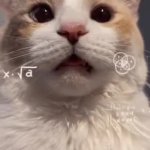 Cat math GIF Template