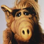 The Alf-Team