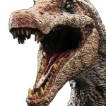 Spino head