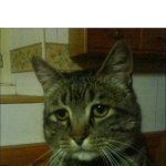 Depressed Cat Meme | Hey, guys. I want to tell you that my parents died in a car crash and that  my dog died along with them in the same accident. You don't have to give me upvotes but please help make me feel better. | image tagged in memes,depressed cat | made w/ Imgflip meme maker