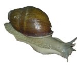 snail transparent