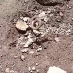 Worm seizure meme