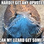 Draco aka bean | I HARDLY GET ANY UPVOTES; CAN MY LIZARD GET SOME? | image tagged in cutenes | made w/ Imgflip meme maker