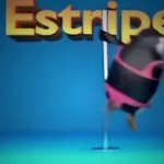 Estriper Penguin Madagascar GIF Template