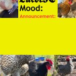 LucotIC's Cocks announcement template