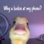 wHy U hErE