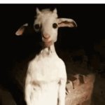 alot of these wierd gifs dont make sense. | me trying to figure out what this meme means: | image tagged in gifs,memes,goat,unfunny | made w/ Imgflip video-to-gif maker