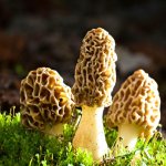 Morel mushrooms meme