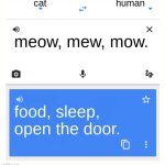 Google Translate | cat; human; meow, mew, mow. food, sleep, open the door. | image tagged in google translate | made w/ Imgflip meme maker