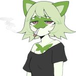 weed cat meme