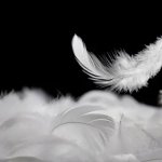 Feather