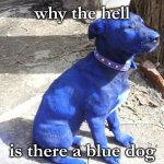 wtf why blue dog