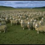 Obama Sheep