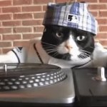 dj cat GIF Template