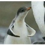 fight me penguin