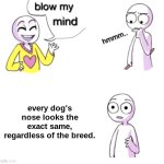 . | every dog's nose looks the exact same, regardless of the breed. | image tagged in blow my mind,memes,dogs,funny,cute | made w/ Imgflip meme maker
