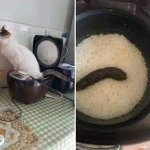 Cat Shat In A Rice Cooker template