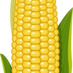 Ear of corn