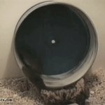 Hamster wheel
