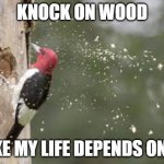 Knock on Wood | KNOCK ON WOOD; LIKE MY LIFE DEPENDS ON IT | image tagged in knock on wood,woodpecker | made w/ Imgflip meme maker