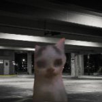 Scary mall cat
