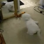 Dog GIF Template