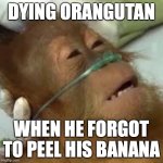 Dying orangutan | DYING ORANGUTAN; WHEN HE FORGOT TO PEEL HIS BANANA | image tagged in dying orangutan | made w/ Imgflip meme maker