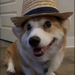 Corgi wif Hat