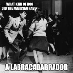 Daddy Rabbit memes | WHAT KIND OF DOG DID THE MAGICIAN HAVE? A LABRACADABRADOR | image tagged in daddy rabbit memes,funny,dogs,dancing | made w/ Imgflip meme maker