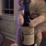 cat and alcohol
