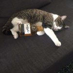 cat sleeping with alcohol template