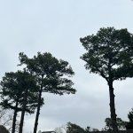 Memphis ,TN PALM TREE