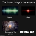 I was giving up my cat at 5am | MY CAT AT 5AM | image tagged in fastest things in the universe,memes,funny | made w/ Imgflip meme maker