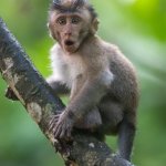 Small Macaque