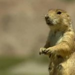 Prairie Dog Yell GIF Template
