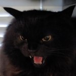 mad kitty