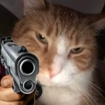 Cat with gun meme
