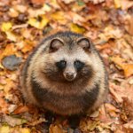 Thick Racoon